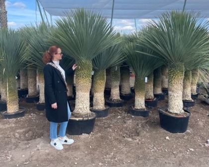 Yucca rostrata 100 cm trunk